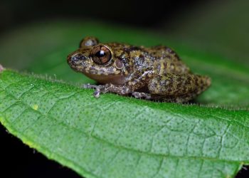 Barrick Pueblo Viejo reafirma su compromiso con la biodiversidad y la minería responsable