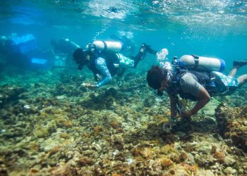 Proyecto busca revertir la crítica situación de los arrecifes de coral caribeños