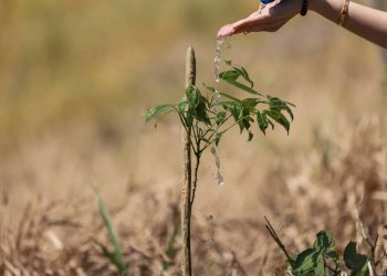 Realizan jornada de reforestación en San Francisco de Jacagua