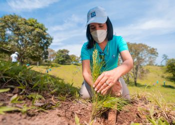 Grupo Popular siembra 1,500 árboles en el Plan Sierra