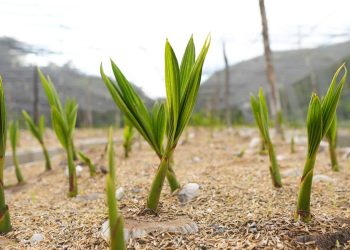 Sur Futuro lleva el coco al Sur del país