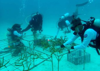Coralmanía 2021: trasplante masivo de corales más grande de la región que se realiza de manera casi simultánea en tres países