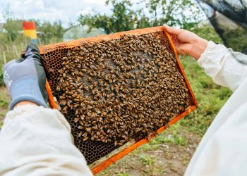 RD celebra Día Mundial de las Abejas promoviendo la protección de los polinizadores