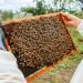 RD celebra Día Mundial de las Abejas promoviendo la protección de los polinizadores