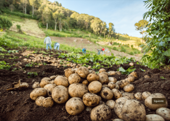 PepsiCo utiliza electricidad 100% renovable en todas las operaciones que lleva a cabo en la región