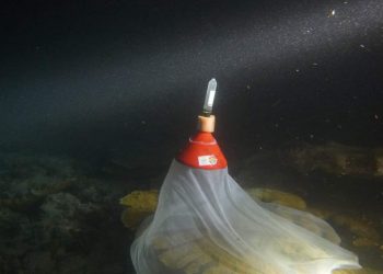 Fundación Cap Cana impulsa la reproducción asistida de corales para la rehabilitación de arrecifes marinos