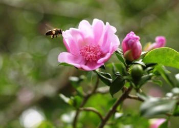 Fondo MARENA y Medio Ambiente lanzan proyecto para conservar y expandir la Rosa de Bayahíbe, flor nacional